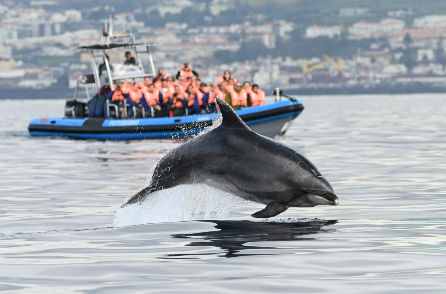 Cetaceans Observation, Azoren